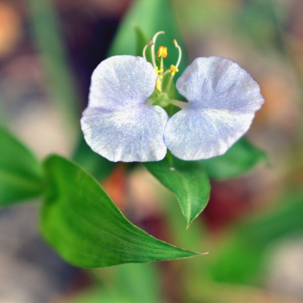 NATURALEZA
